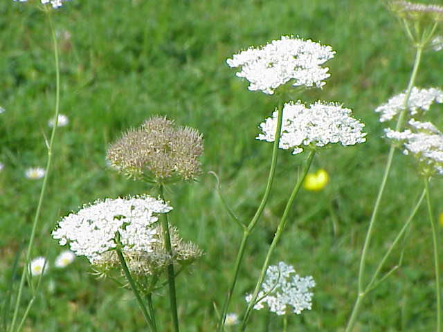 Oenanthe pimpinelloides (Corky-fruited Water-dropwort)