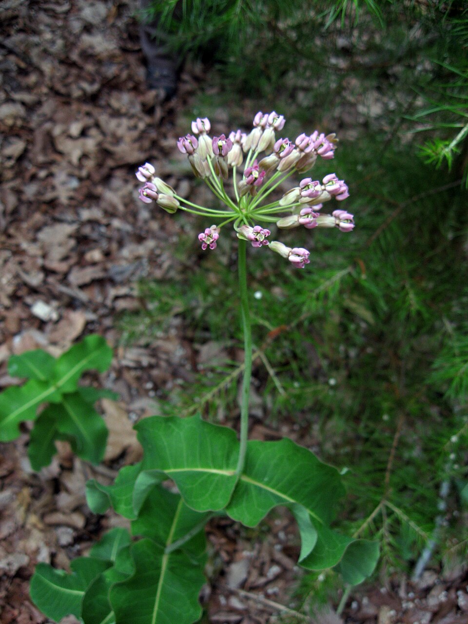Asclepias amplexicaulis (clasping milkweed)