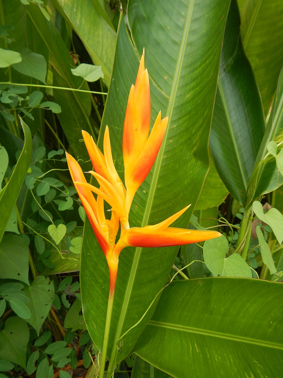 Heliconia (Heliconias) (alternate view 3)