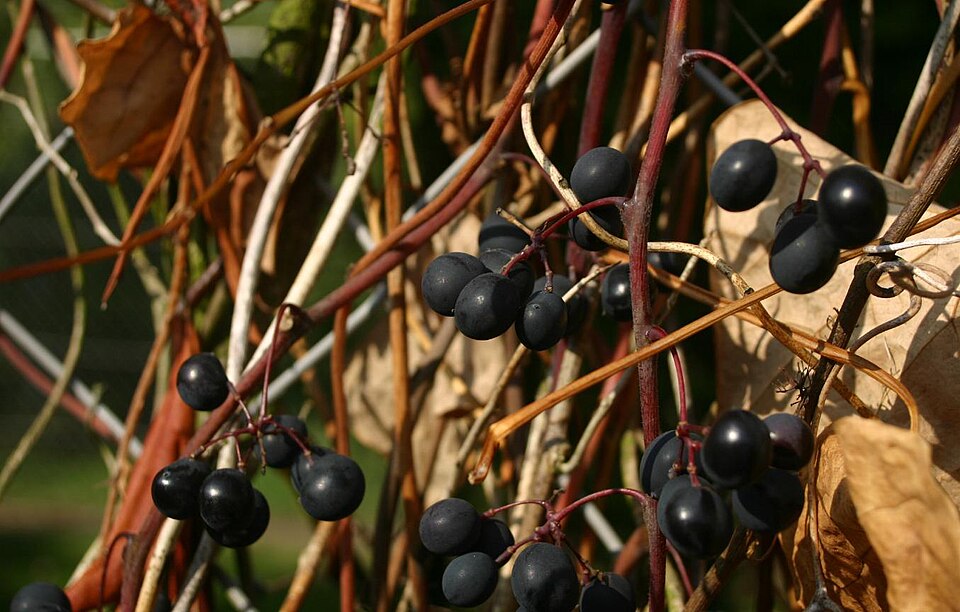 Vitis labrusca (fox grape) (alternate view 6)