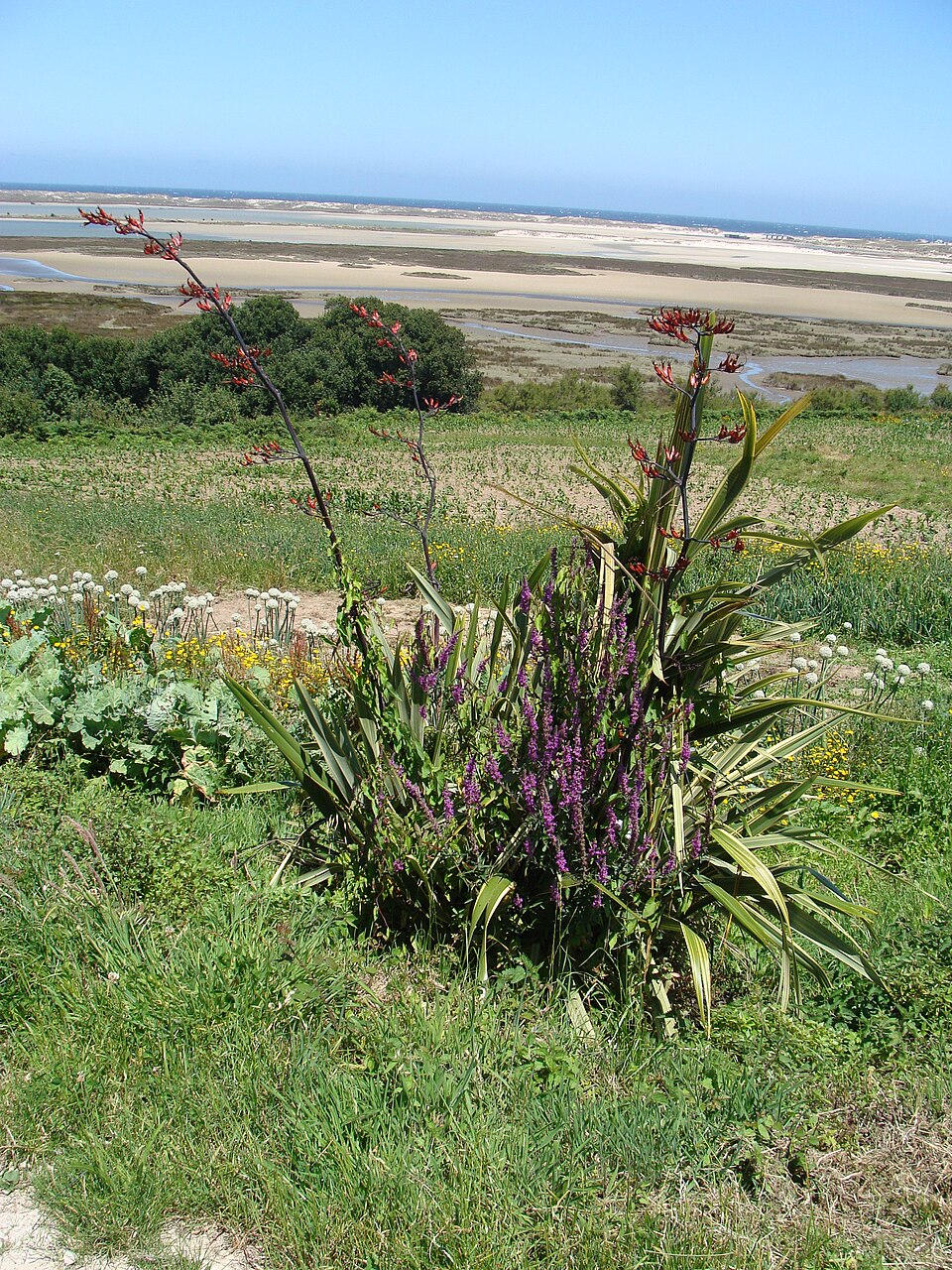 Phormium (New Zealand flaxes) (alternate view 2)