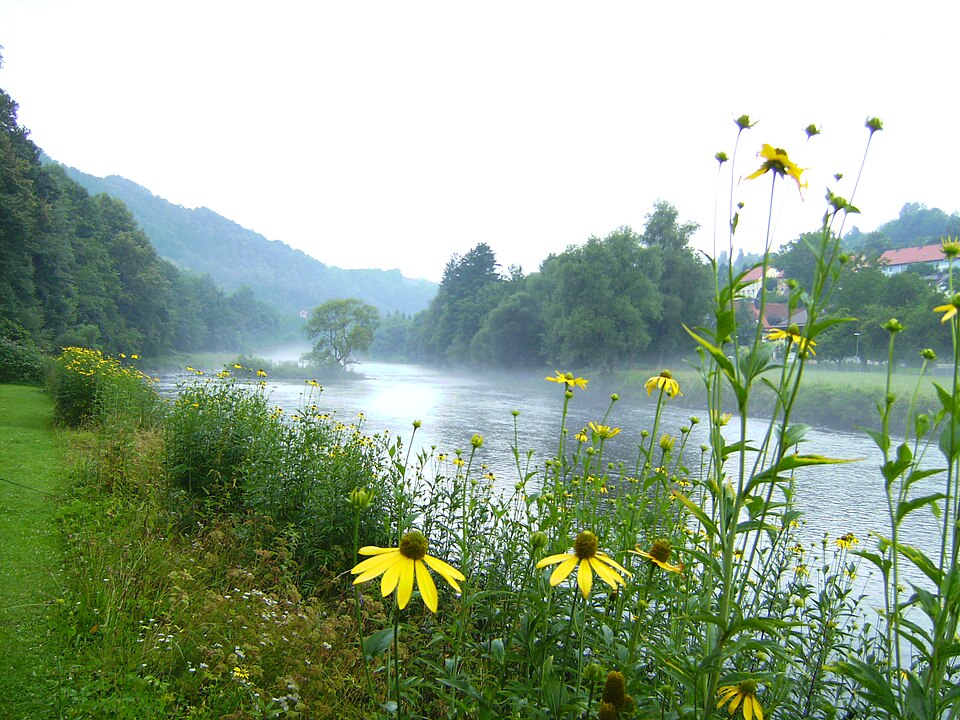 Rudbeckia laciniata (cutleaf coneflower)