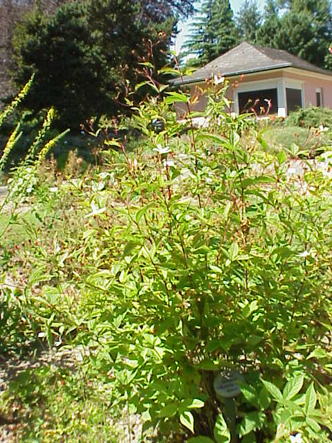 Gillenia trifoliata (Bowman's Root)