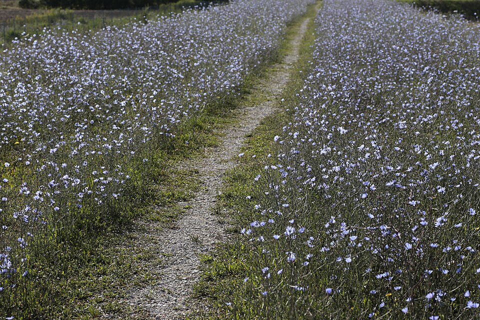 Cichorium intybus (chicory) (alternate view 6)