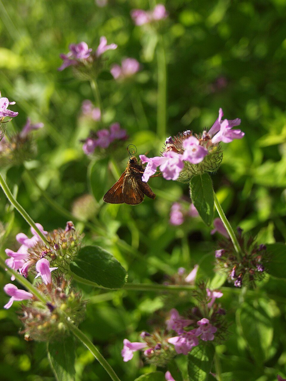 Clinopodium vulgare (Wild Basil)