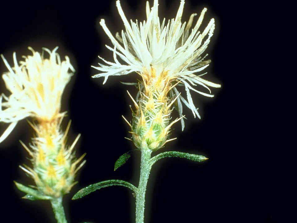 Centaurea diffusa (diffuse knapweed) (alternate view 9)