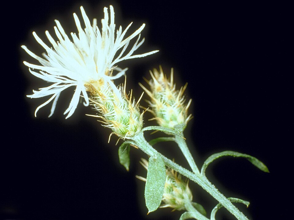 Centaurea diffusa (diffuse knapweed) (alternate view 10)