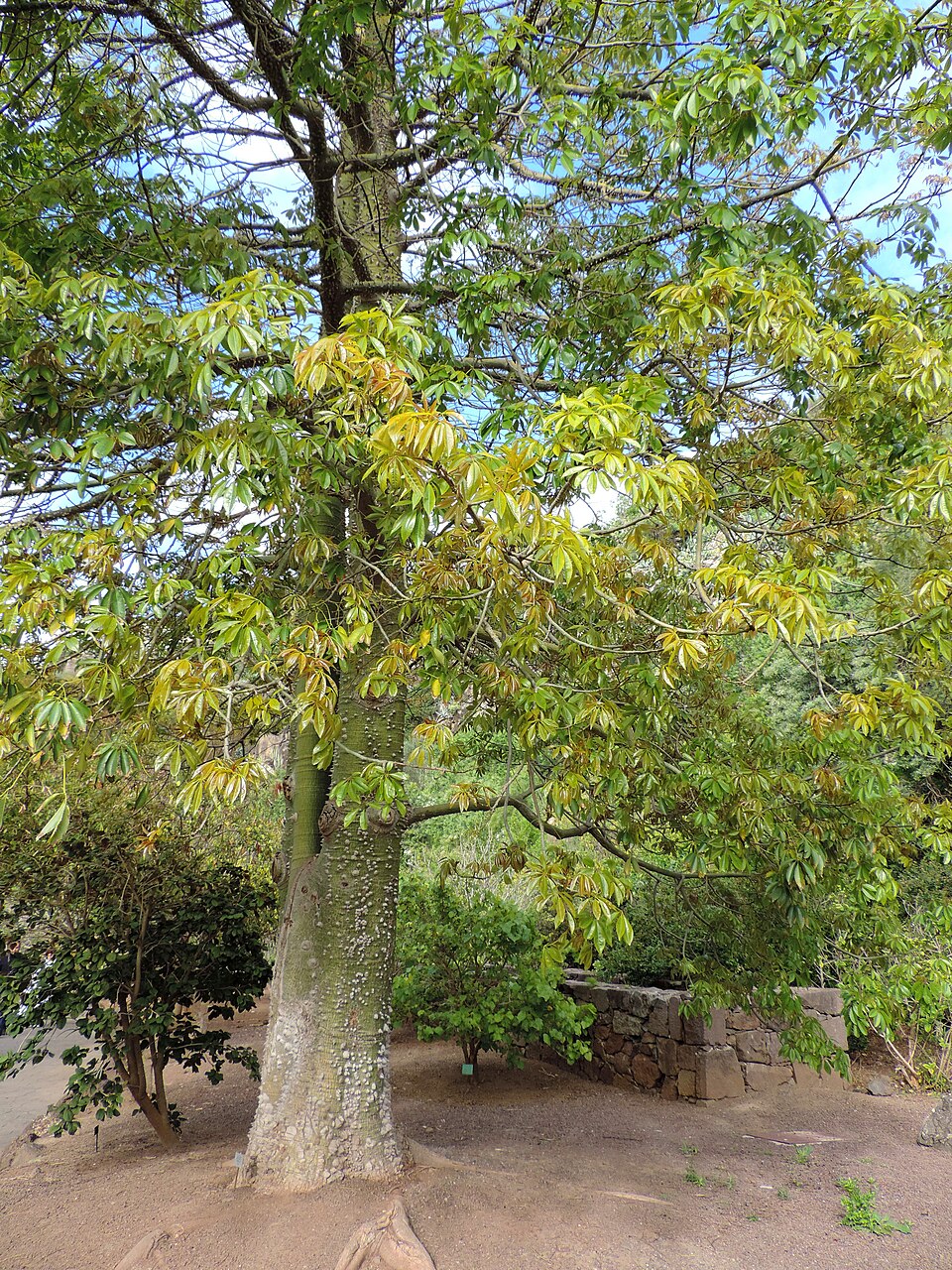 Ceiba speciosa (Pink Silk Floss Tree) (alternate view 6)