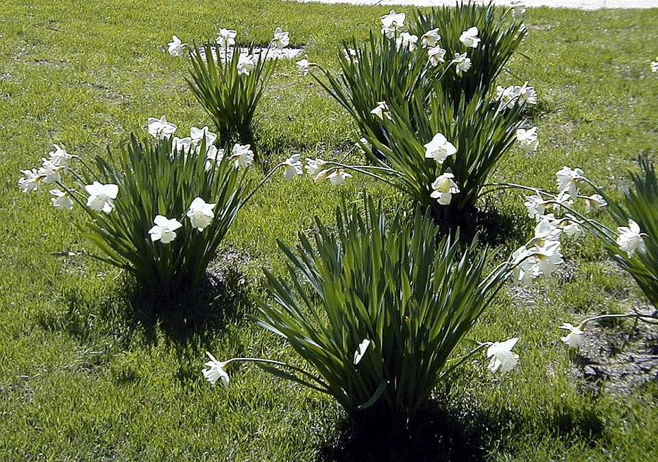 Narcissus 'Mount Hood' (Mount Hood Daffodil)