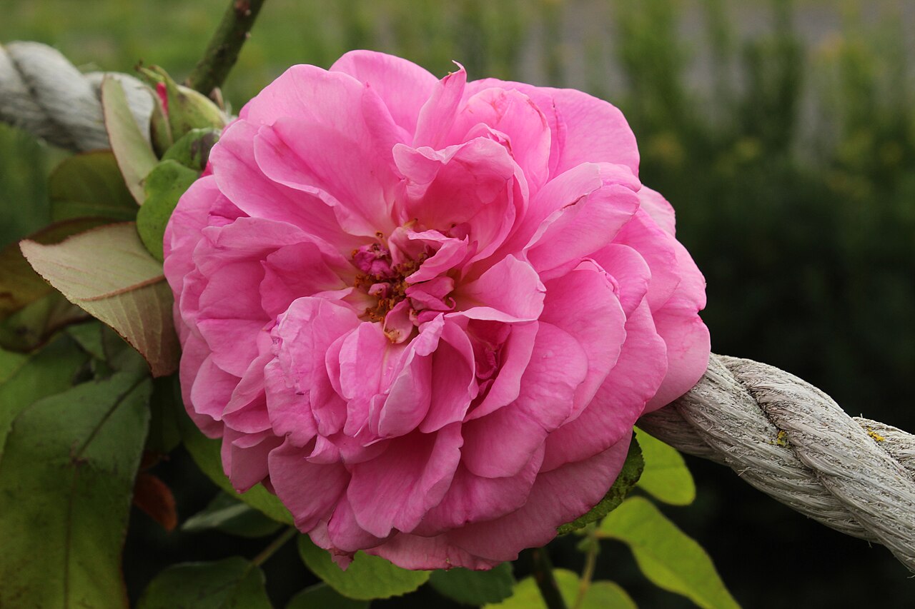 Rosa 'Gertrude Jekyll', Rose 'Gertrude Jekyll' — upright deciduous (Rosaceae) (image 10 of 10)