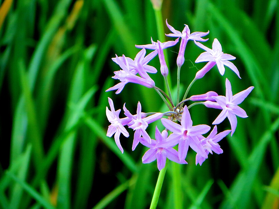 Tulbaghia (Wild Garlics) (alternate view 2)