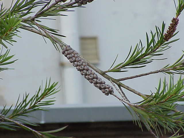 Melaleuca paludicola (river bottlebrush) (alternate view 6)
