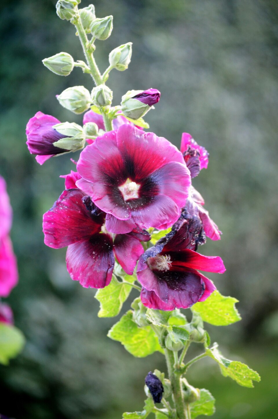 Alcea rosea (common hollyhock) (alternate view 13)