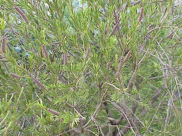 Melaleuca paludicola (river bottlebrush) (alternate view 7)