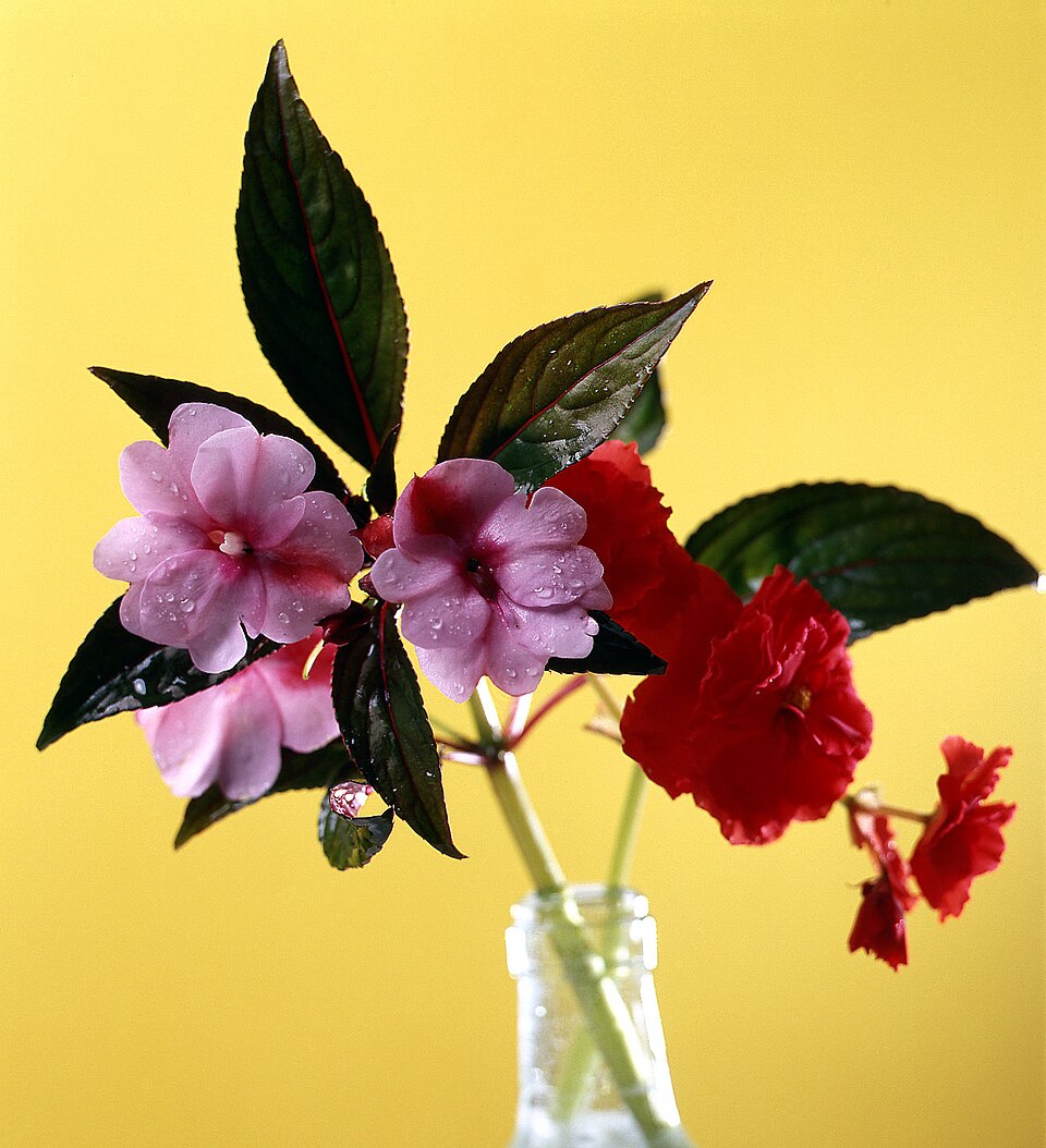 Impatiens hawkeri (New Guinea Impatiens) (alternate view 6)