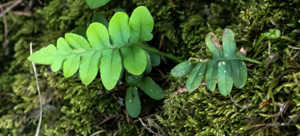 Polypodium vulgare (common polypody)