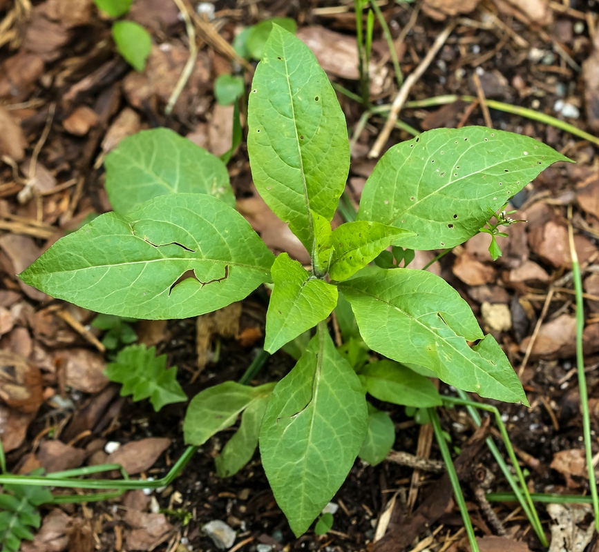 Atropa bella-donna (Deadly Nightshade)