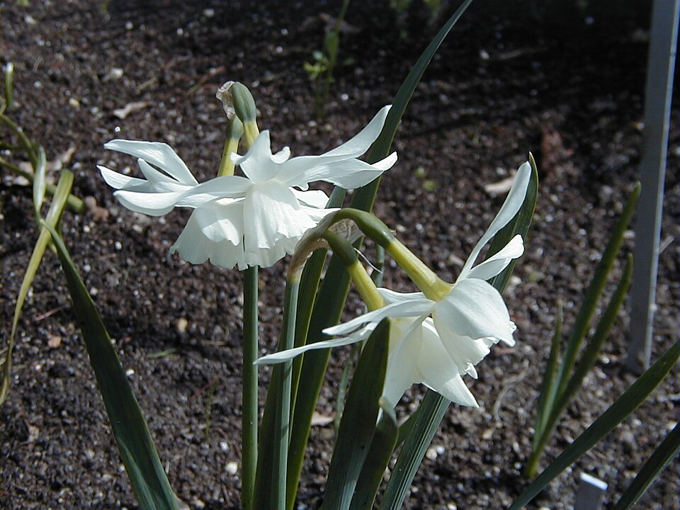 Narcissus 'Thalia' (Thalia Daffodil)