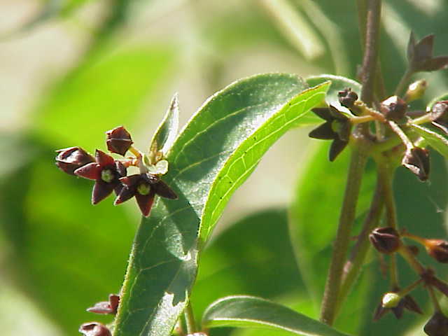 Asclepias purpurascens (purple milkweed) (alternate view 6)