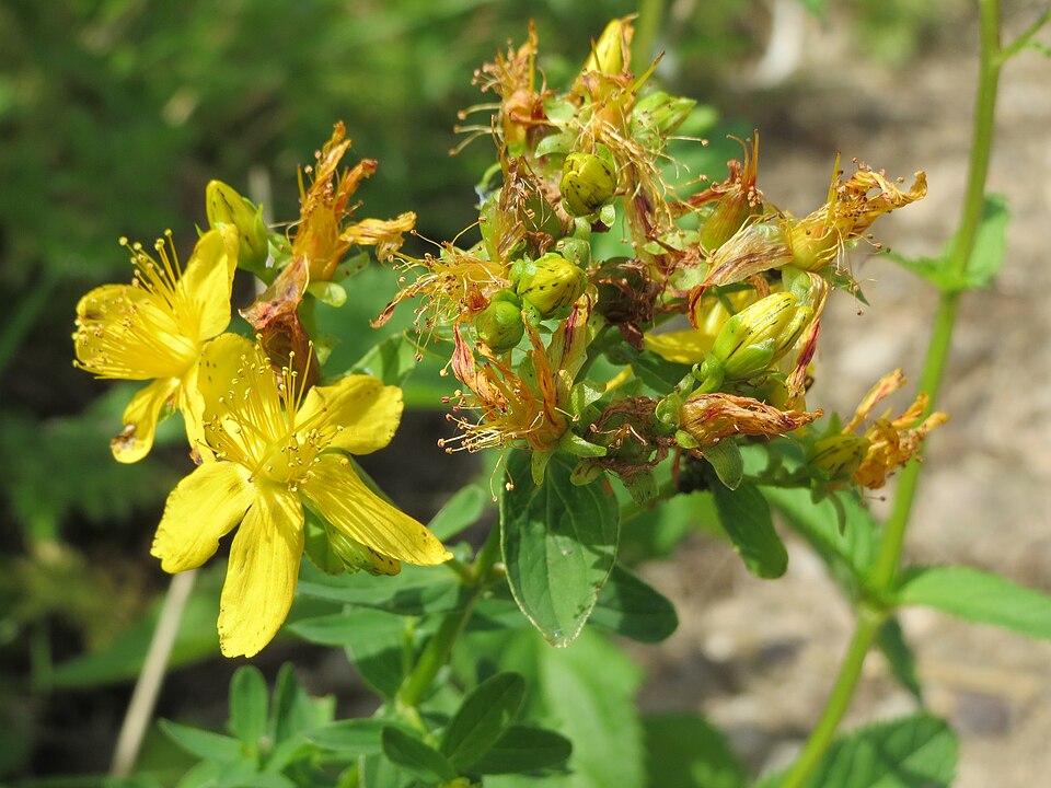 Hypericum maculatum (Imperforate St John's-wort) (alternate view 6)