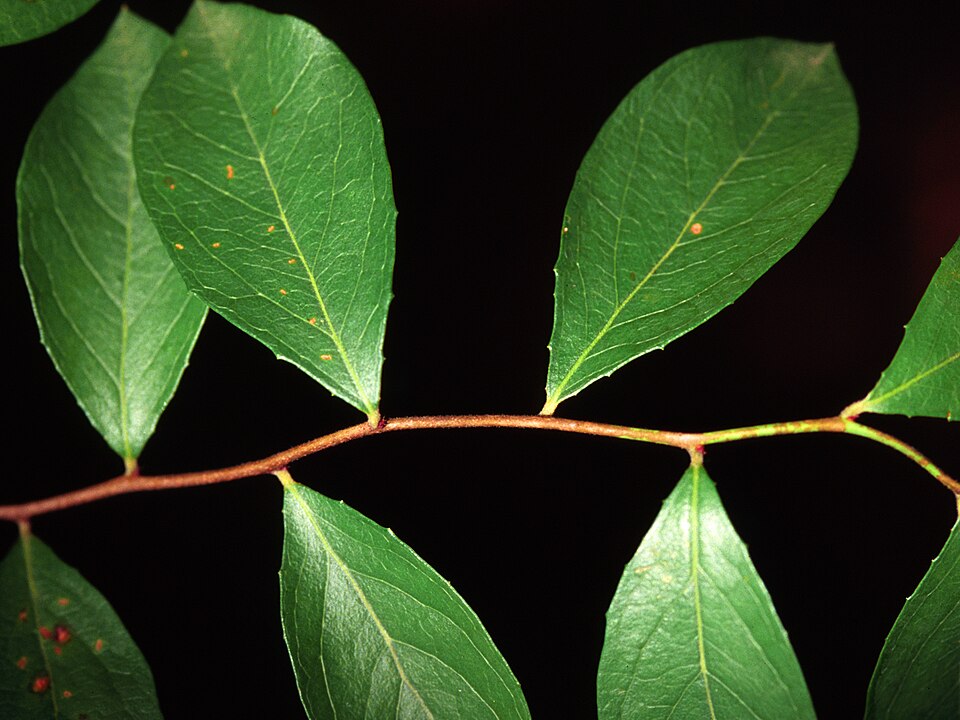 Lyonia ligustrina (He-huckleberry) (alternate view 9)