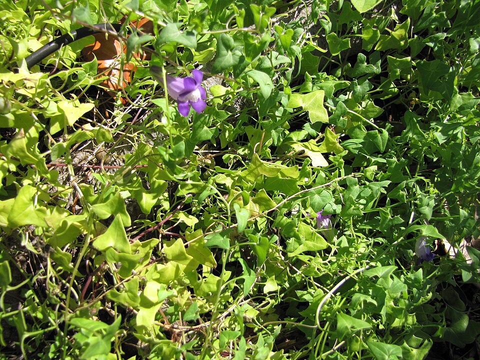 Maurandella antirrhiniflora (Snapdragon Vine) (alternate view 9)