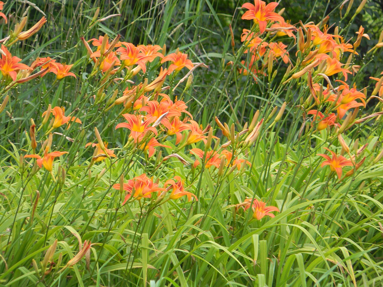 Hemerocallis fulva, Orange daylily — clumping deciduous (Asphodelaceae) (image 6 of 10)