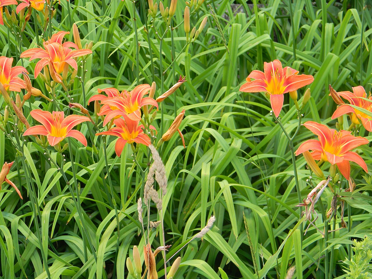 Hemerocallis fulva, Orange daylily — clumping deciduous (Asphodelaceae) (image 7 of 10)