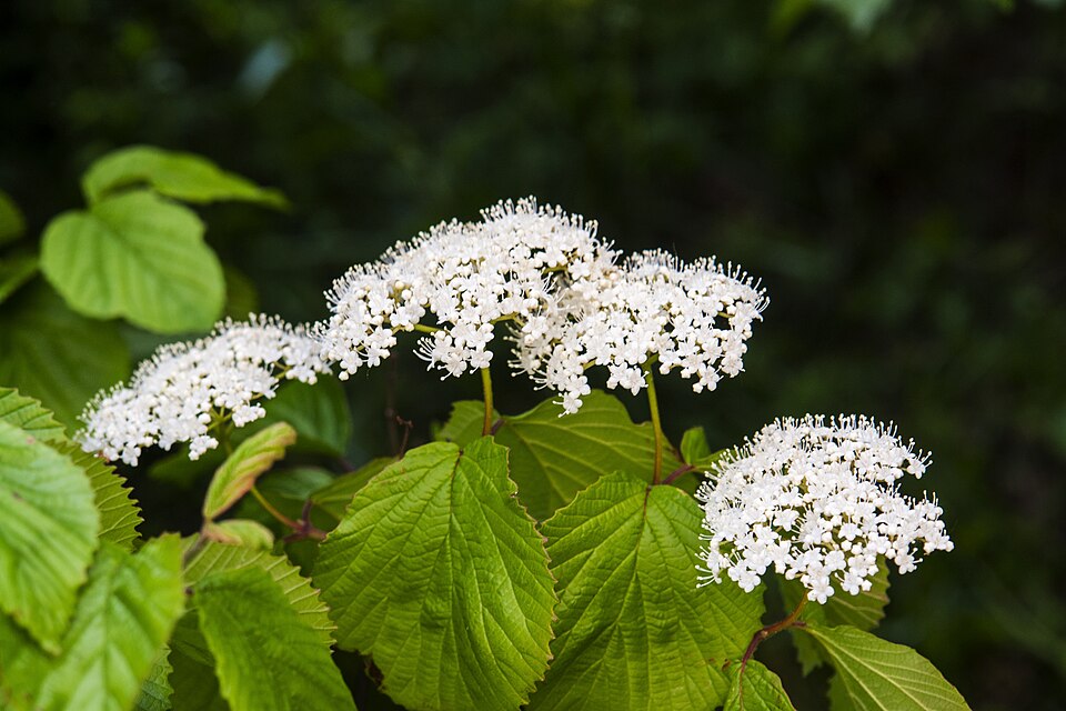 Viburnum dilatatum (linden viburnum) (alternate view 5)