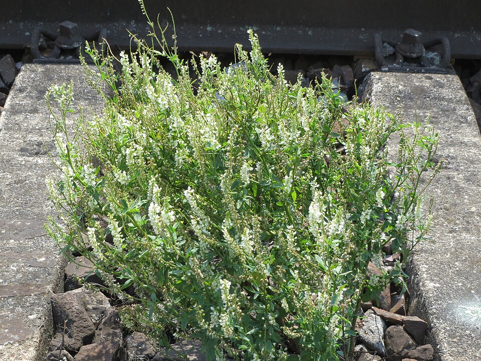 Melilotus albus (White Sweetclover)