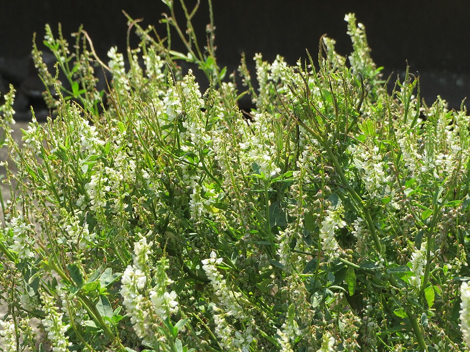 Melilotus albus (White Sweetclover)
