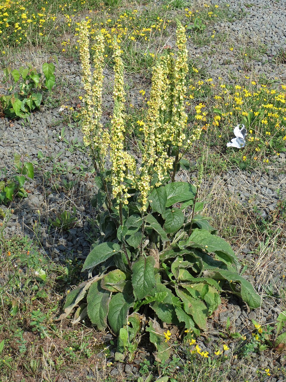 Verbascum nigrum (Dark Mullein)