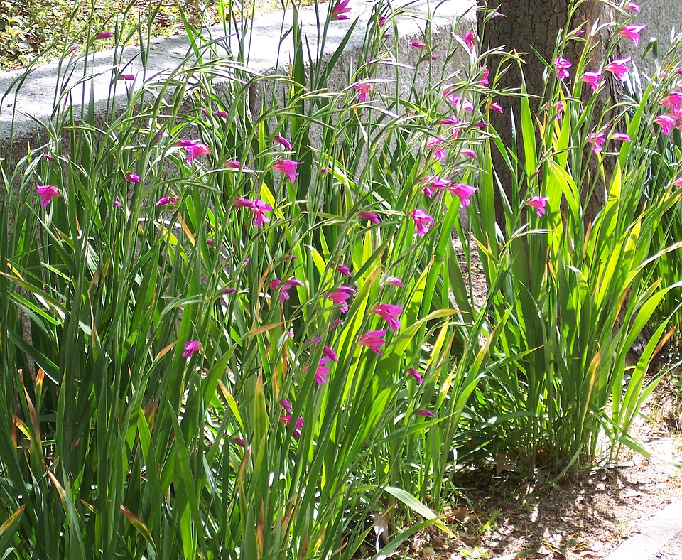 Gladiolus communis (Gladiolus) (alternate view 8)