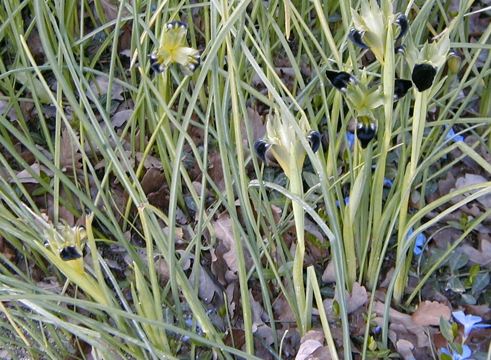 Iris tuberosa (alternate view 10)