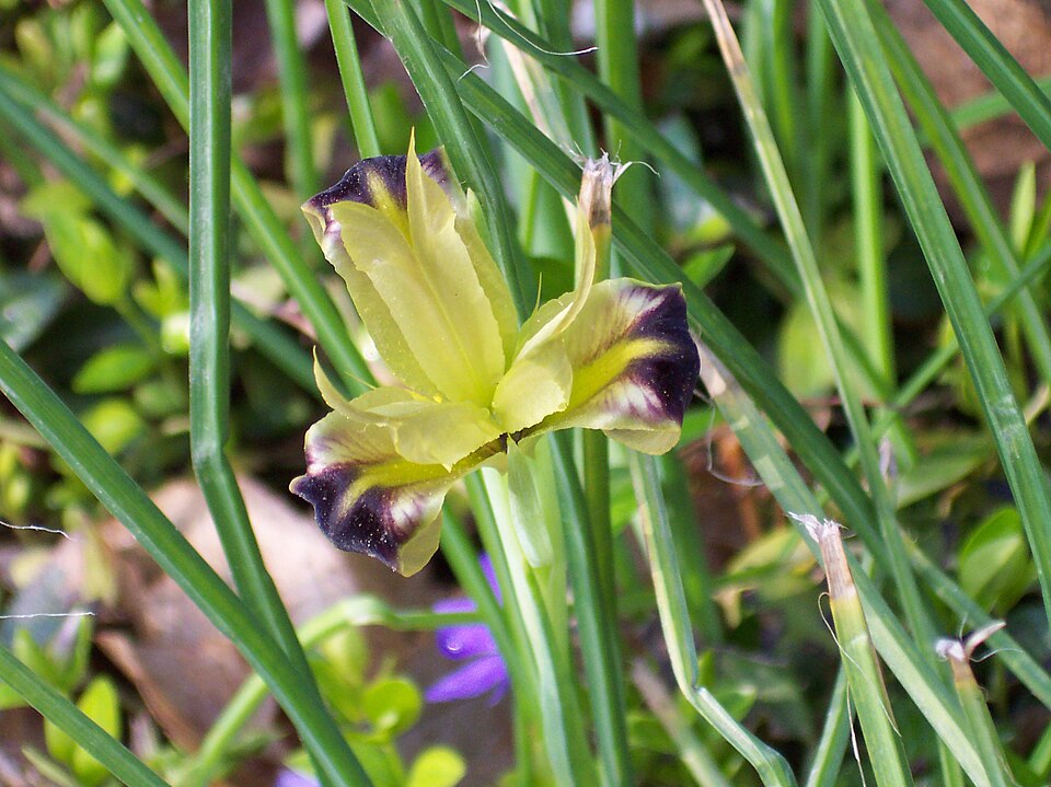 Iris tuberosa (alternate view 11)