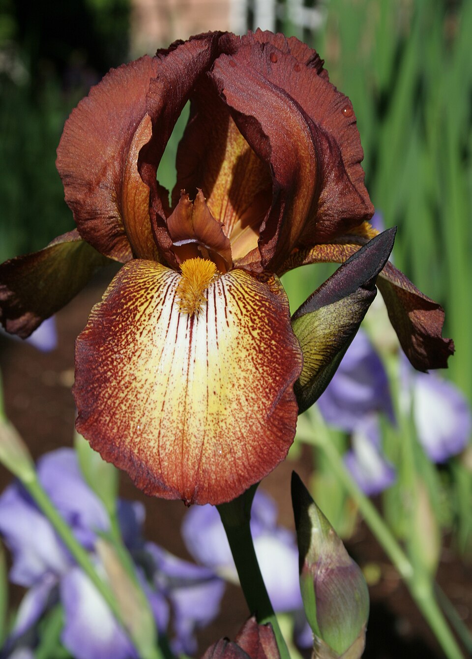 Iris 'Kent Pride'