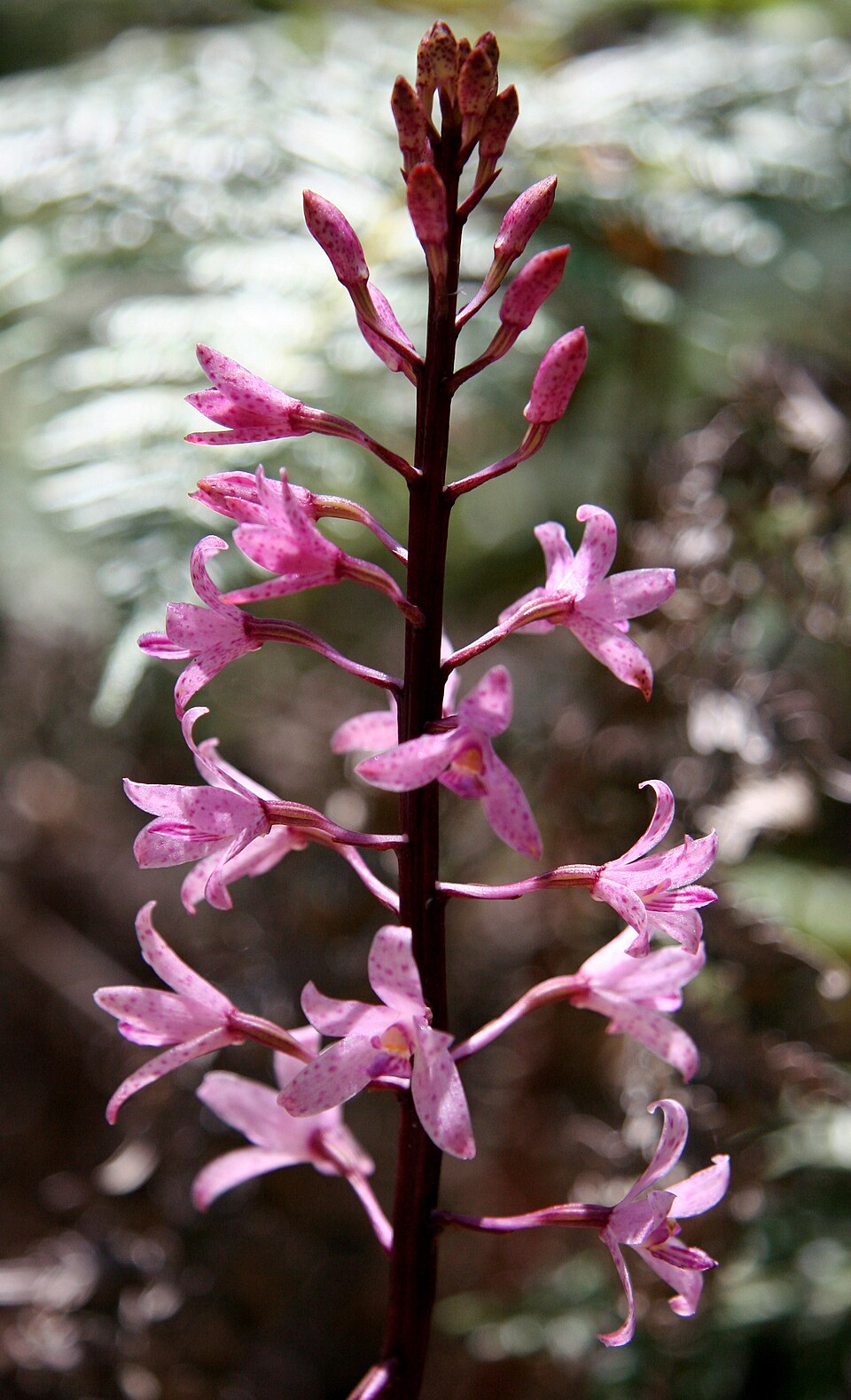 Dipodium roseum (Rosy Hyacinth Orchid)