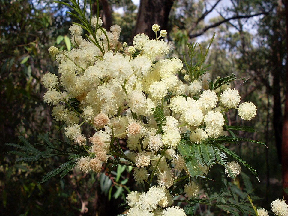 Acacia parramattensis (Parramatta Green Wattle) (alternate view 9)
