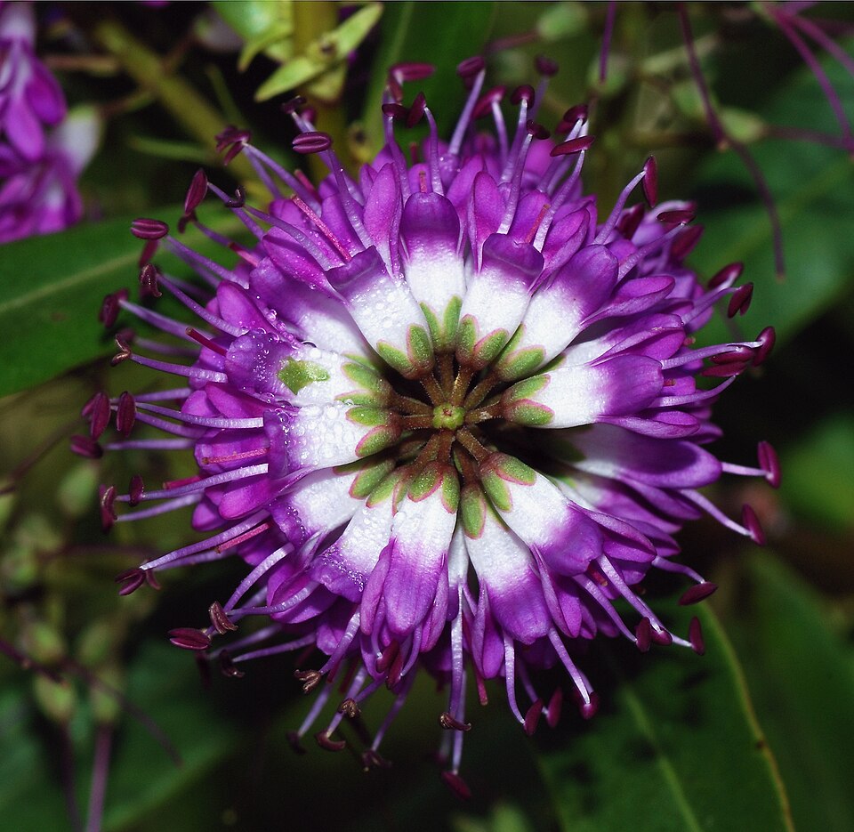 Veronica × franciscana (Hedge Veronica) (alternate view 13)