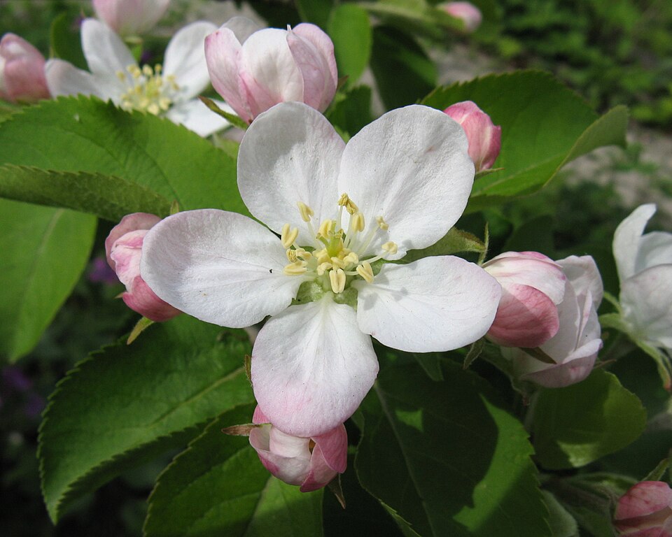 Malus domestica 'Pristine' (Pristine Apple) (alternate view 2)