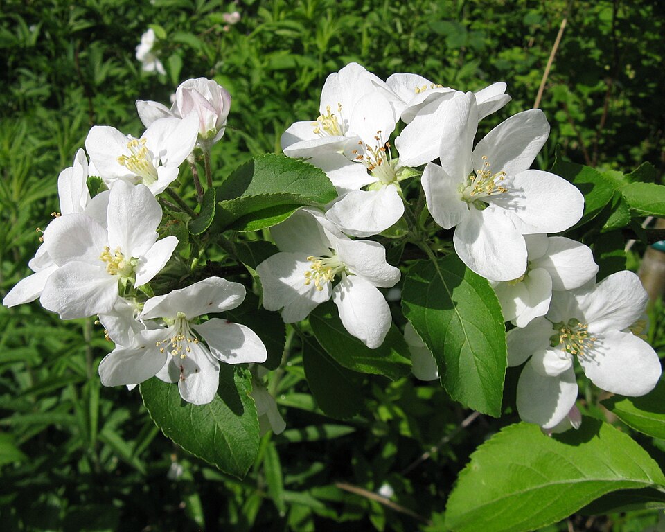 Malus domestica 'Pristine' (Pristine Apple) (alternate view 4)