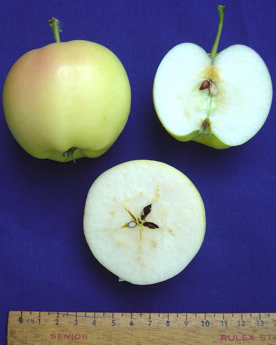 Malus domestica 'Pristine' (Pristine Apple) (alternate view 5)