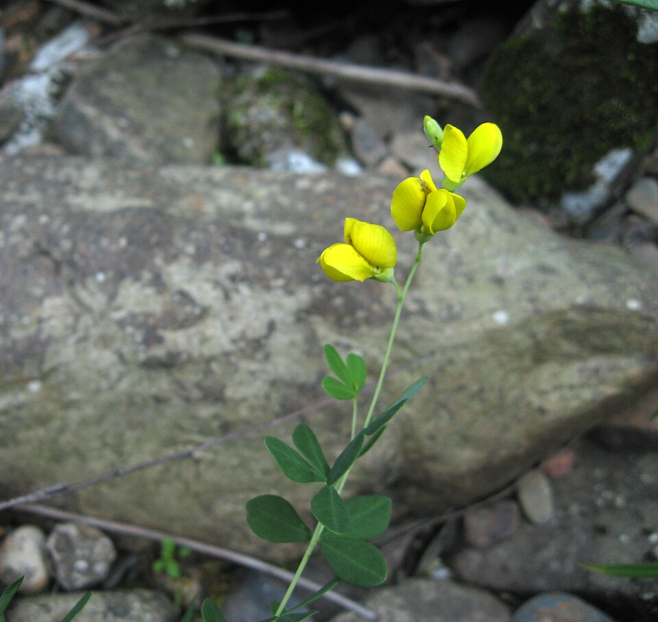 Baptisia tinctoria (eastern wild indigo) (alternate view 7)