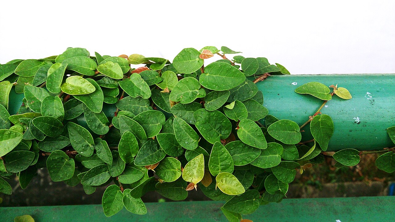 Ficus pumila, Creeping fig — climbing evergreen (Moraceae) (image 7 of 10)