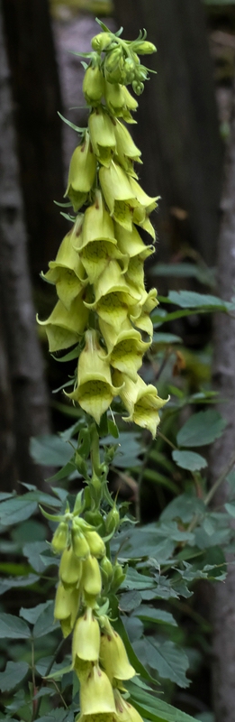 Digitalis grandiflora (Large Yellow Foxglove) (alternate view 9)