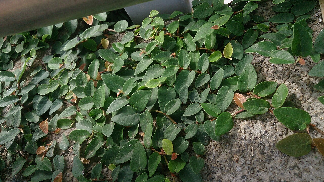 Ficus pumila, Creeping fig — climbing evergreen (Moraceae) (image 8 of 10)