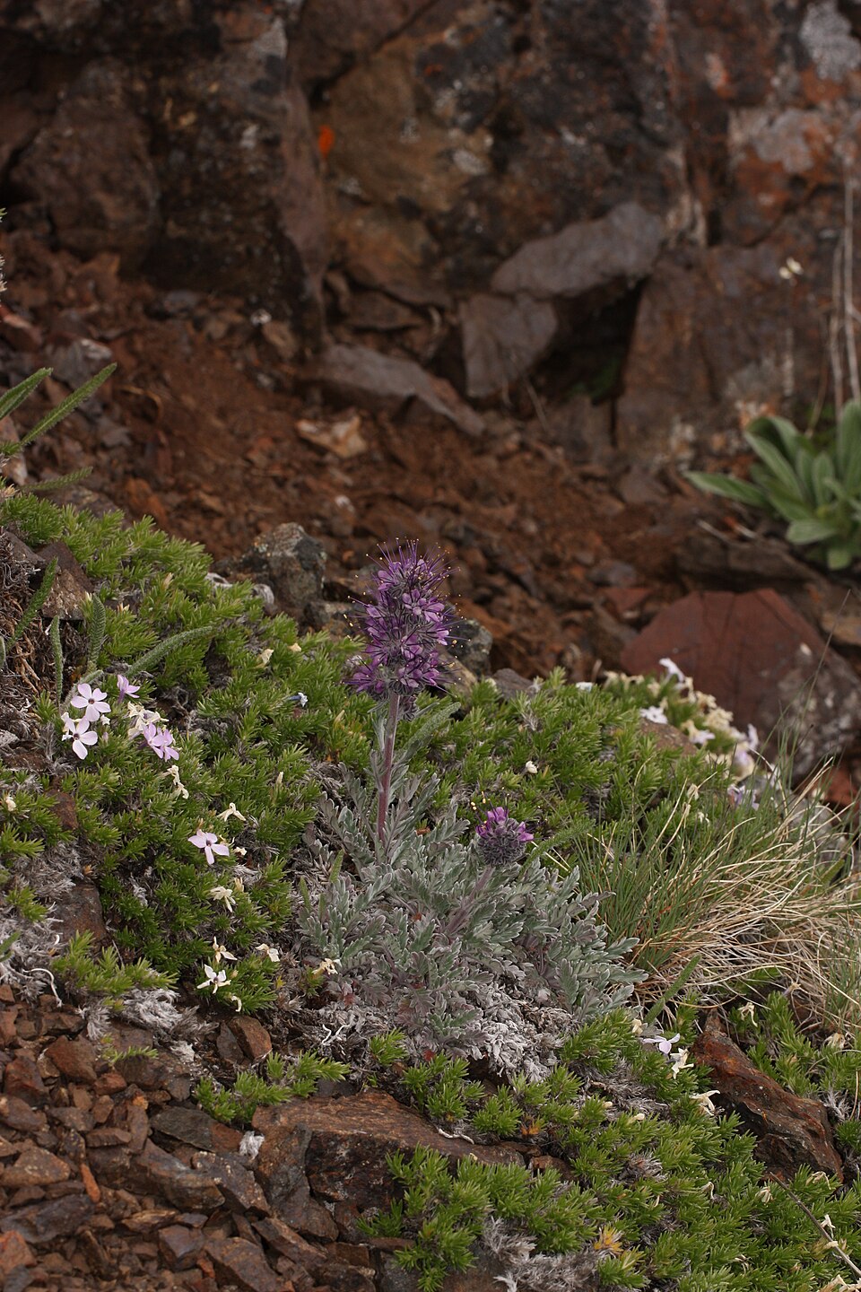 Phacelia sericea (Silky Phacelia) (alternate view 7)