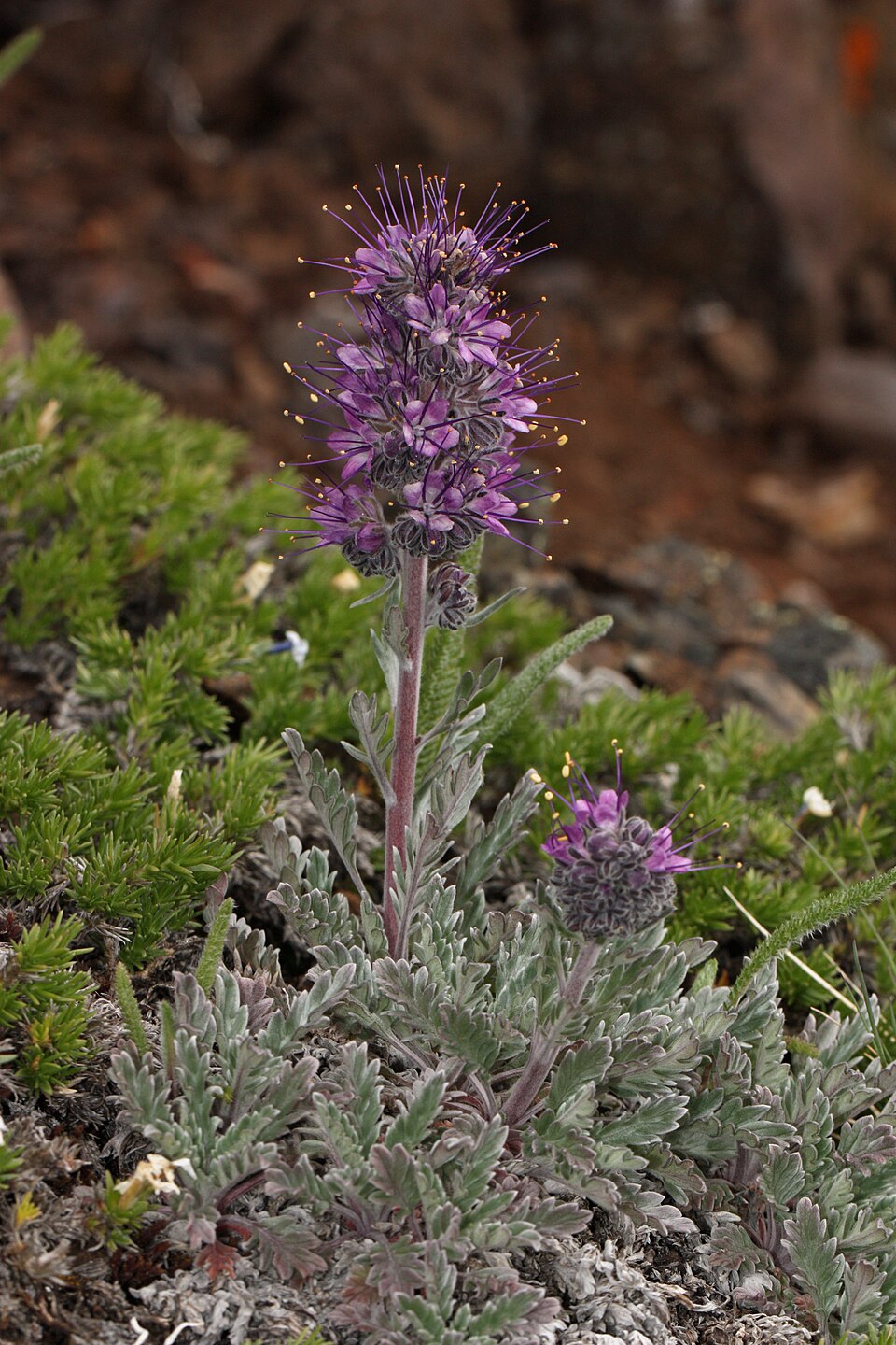 Phacelia sericea (Silky Phacelia) (alternate view 8)