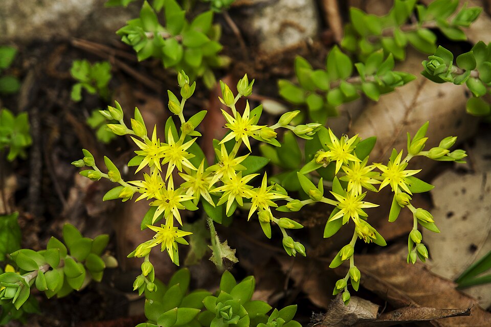 Sedum sarmentosum (Stringy Stonecrop) (alternate view 3)