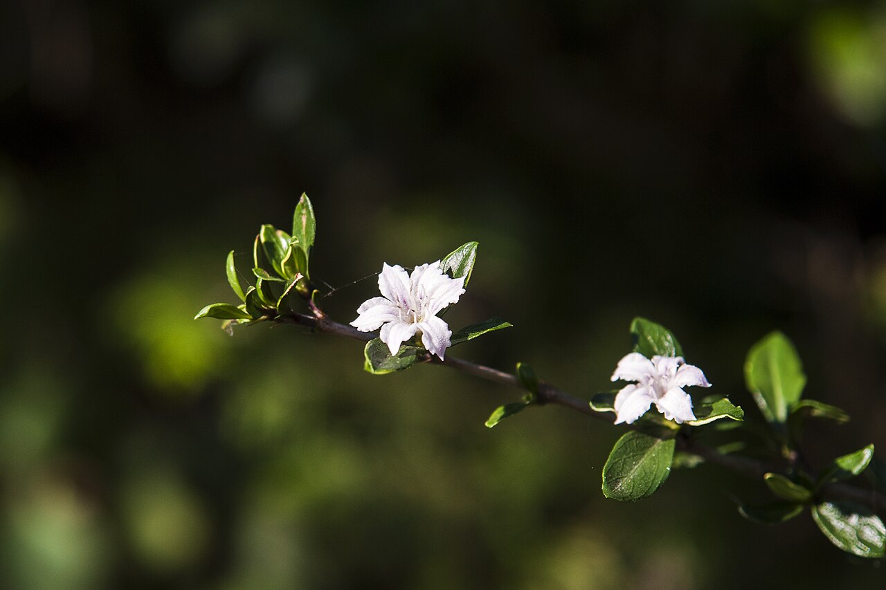Serissa japonica, Snow rose — mounding evergreen (Rubiaceae) (image 7 of 9)
